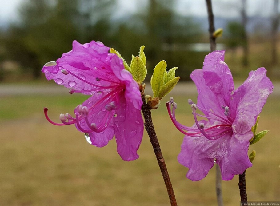 Рододендрон Ледебура габитус