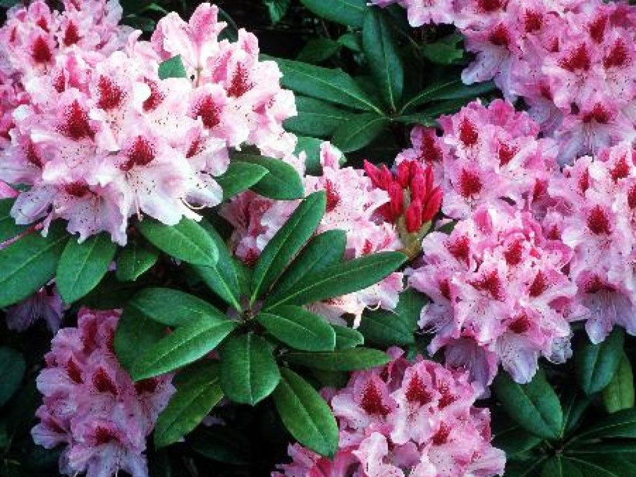Рододендрон остроконечный Rhododendron mucronulatum Turcz