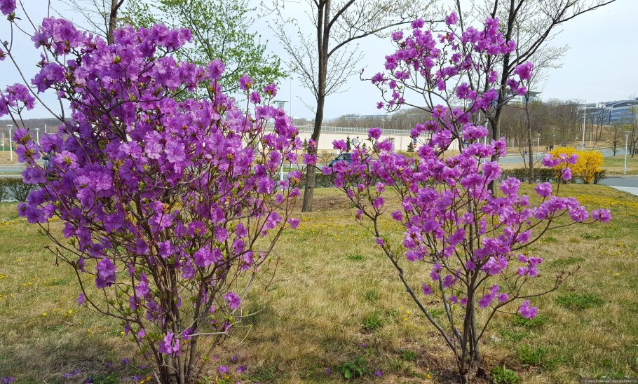 Рододендрон Даурский саженец