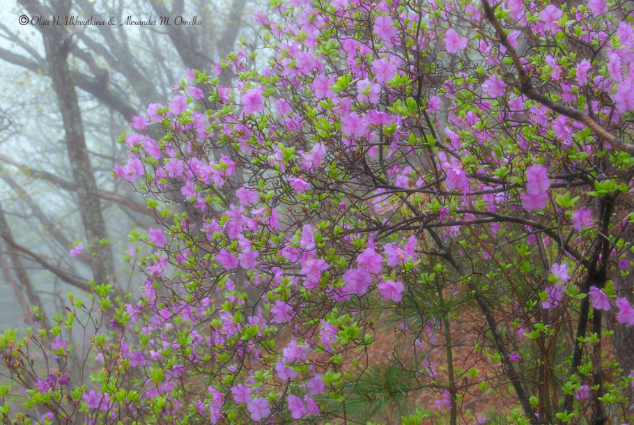 Рододендрон Даурский