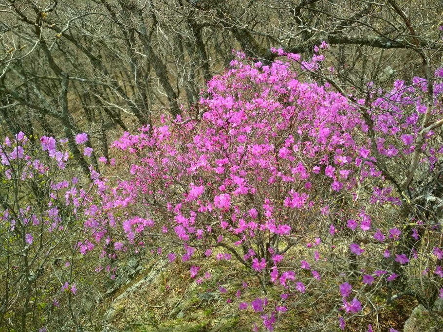 Рододендрон остролистный