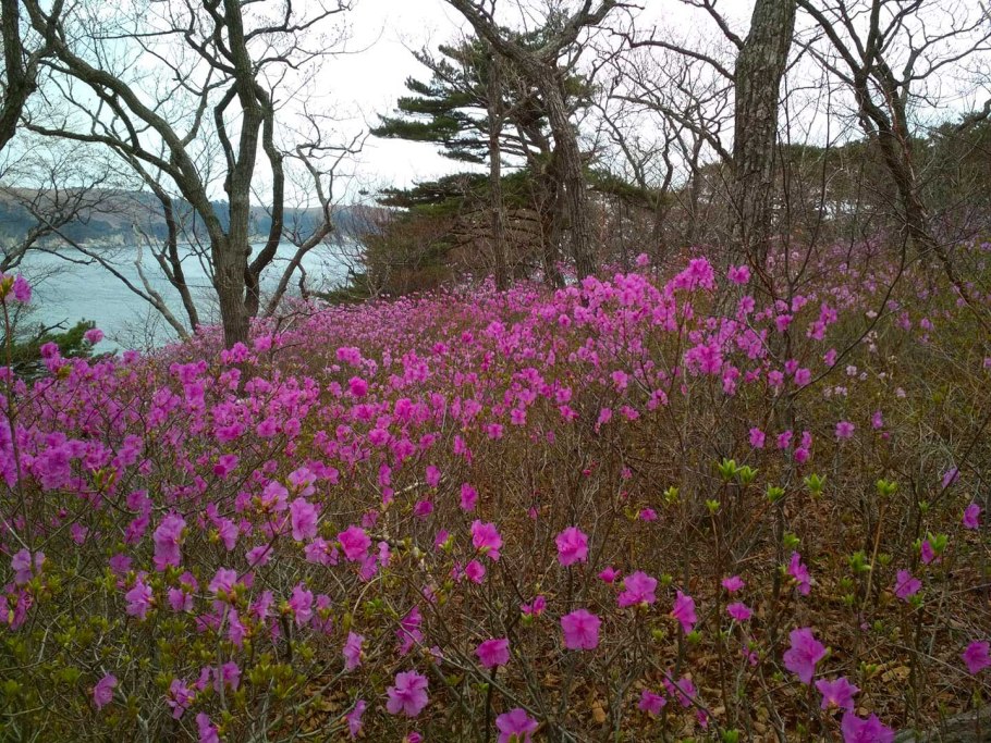 Рододендрон Чоносского