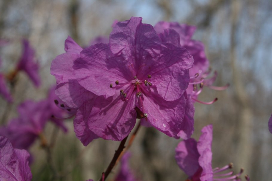 Рододендрон mucronulatum