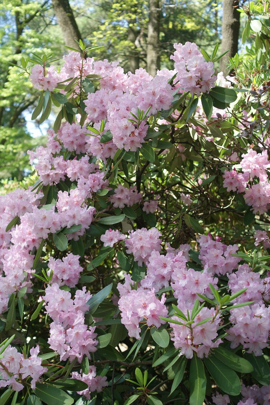 Рододендрон кустарник