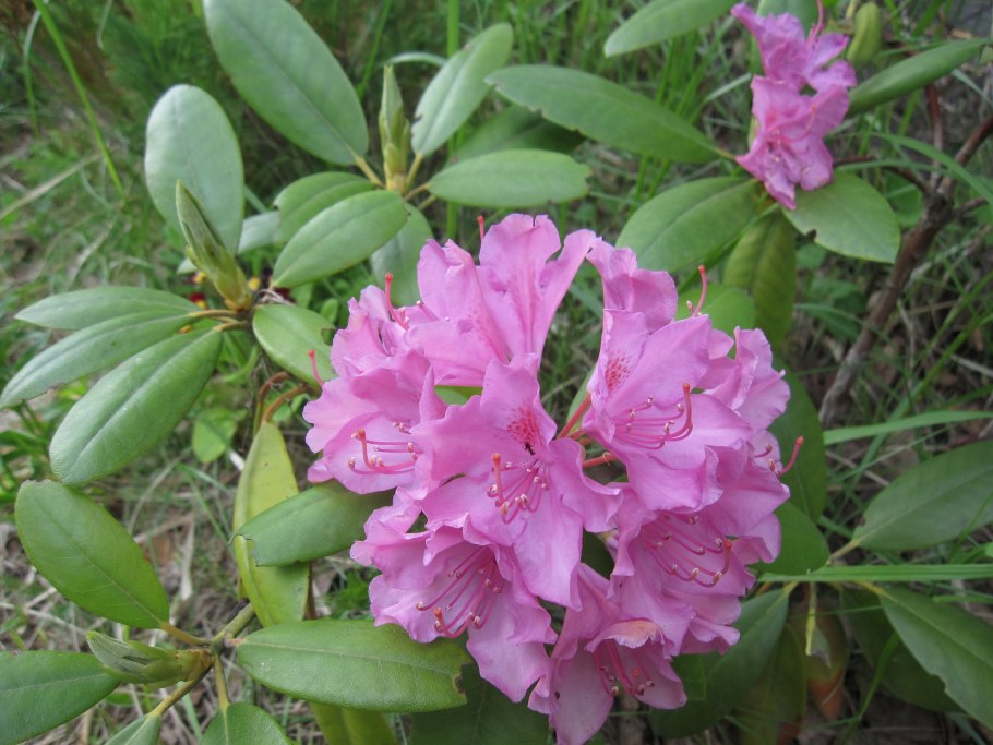 Rhododendron mucronulatum Turcz