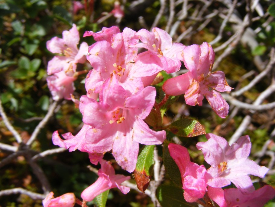 Rhododendron hirsutum
