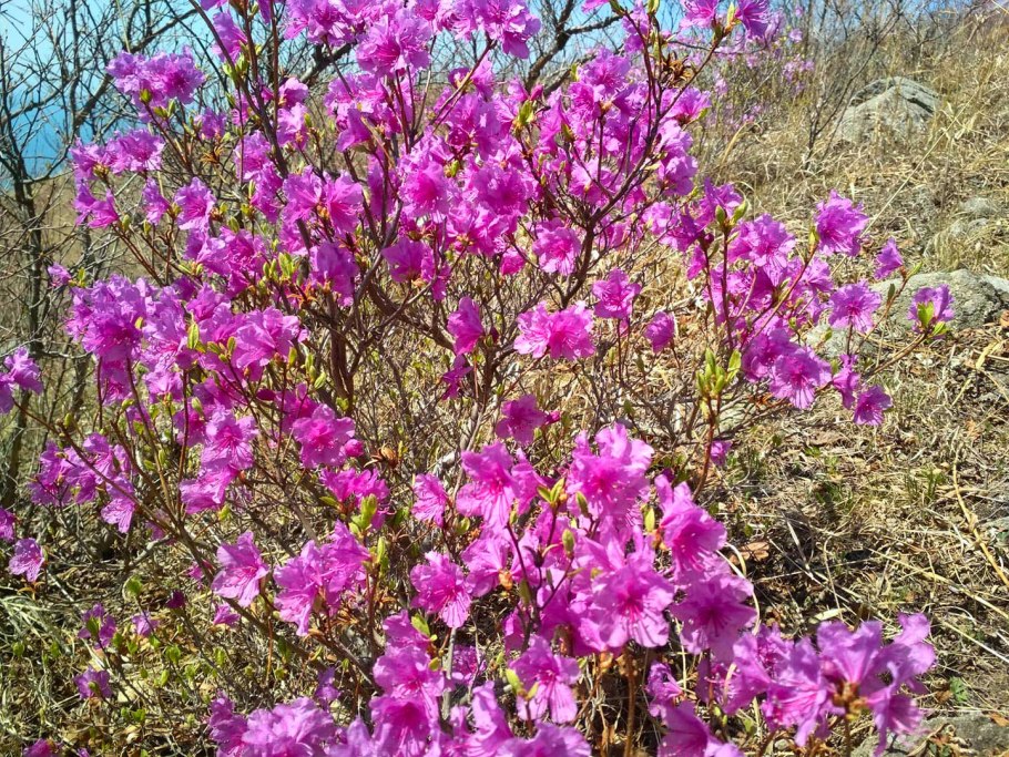 Рододендрон Чоносского