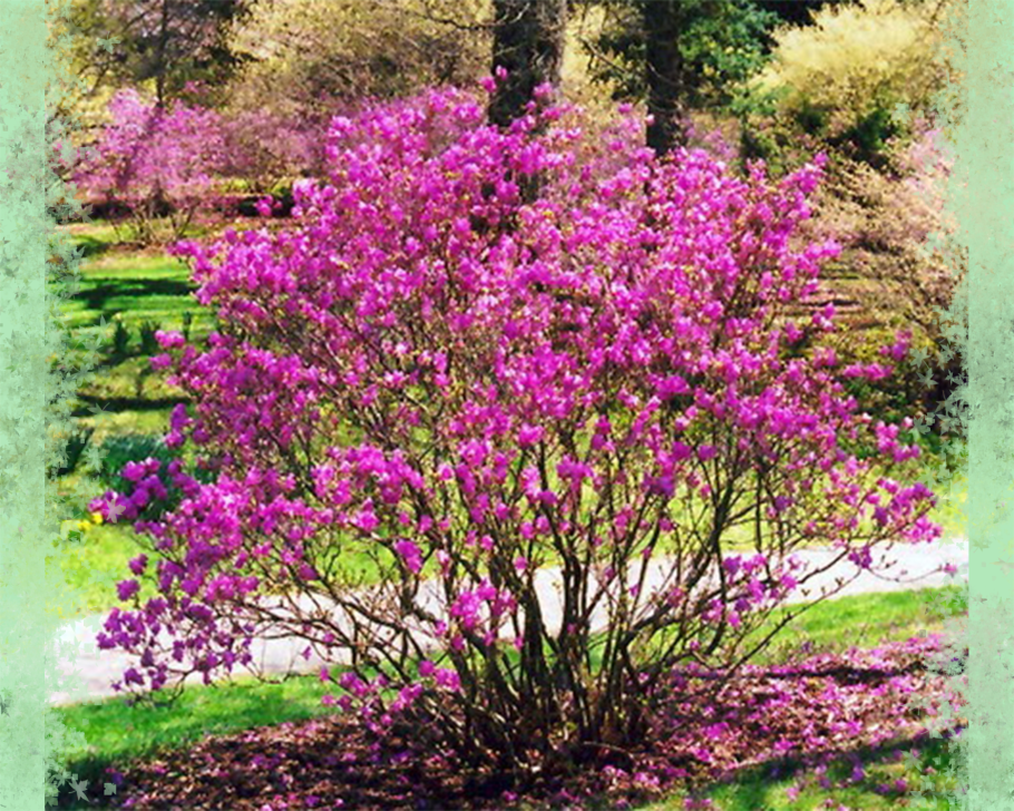 Рододендрон остроконечный Rhododendron mucronulatum Turcz