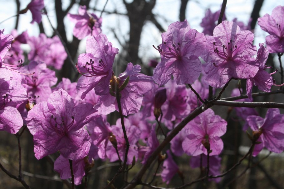 Рододендрон Turcz