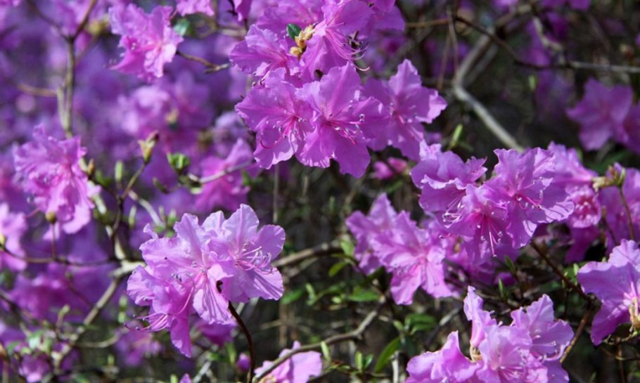 Рододендрон 'praecox'