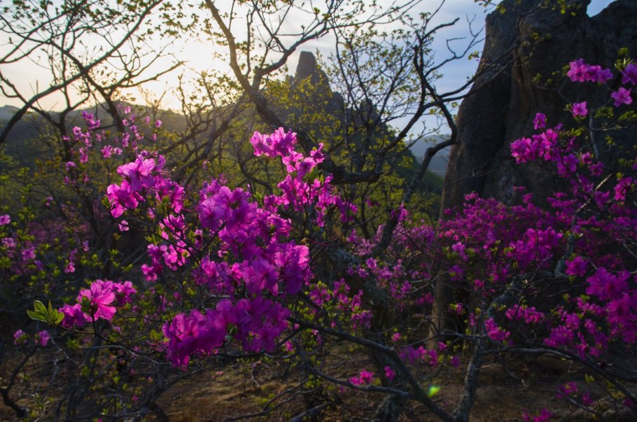 Рододендрон даурский маральник