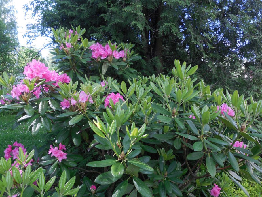 Рододендрон гибридный haaga