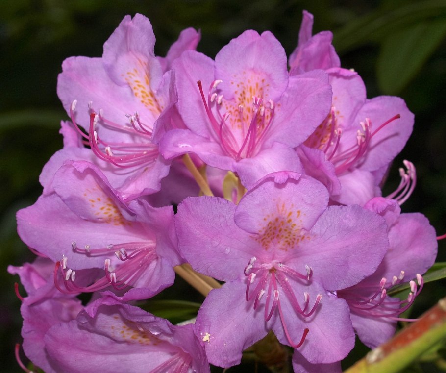 Rhododendron Cecile