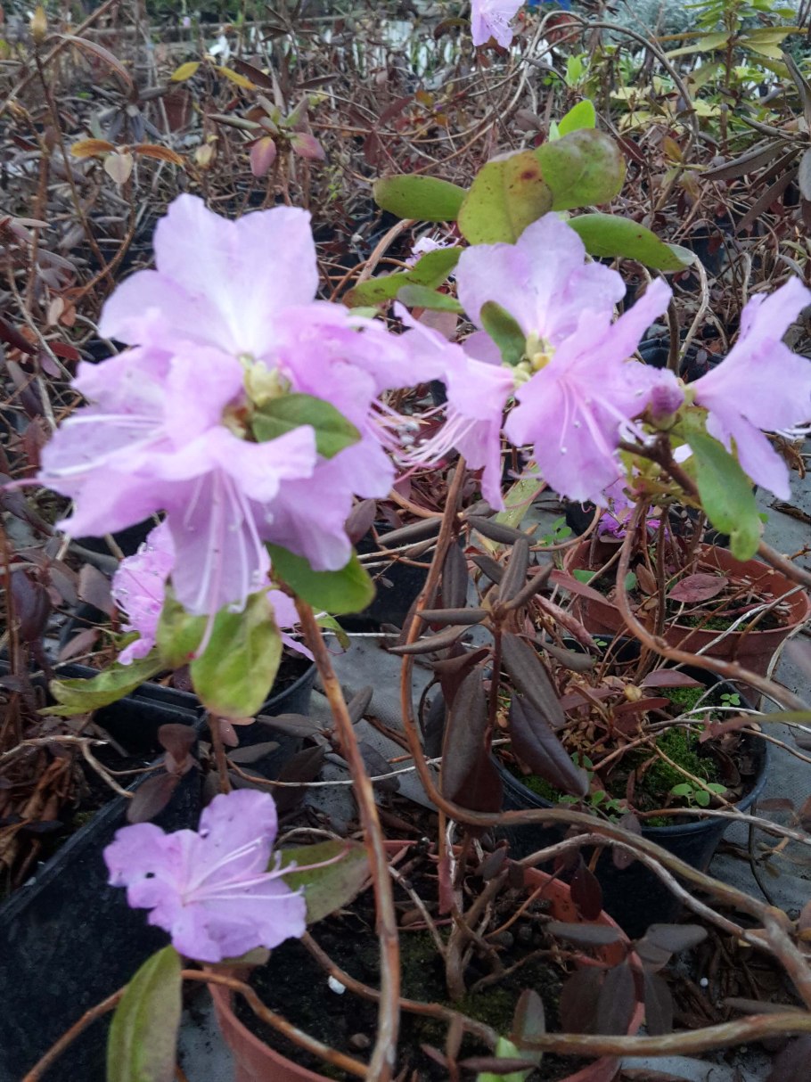 Рододендрон остролистный