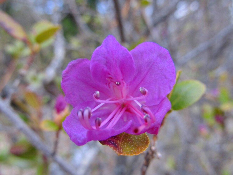 Маральник багульник сибирский рододендрон даурский