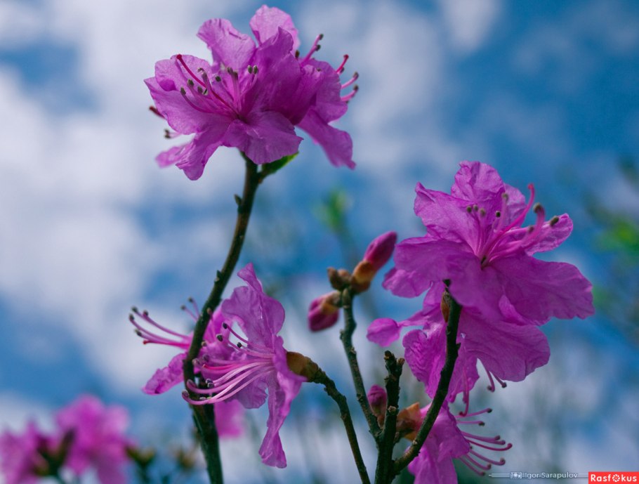 Азалия остроконечный Rhododendron
