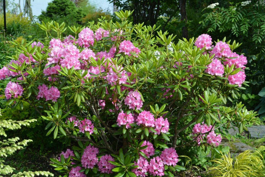 Рододендрон гаага