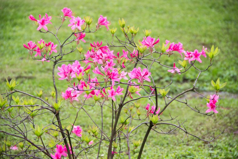 Рододендрон маньчжурский
