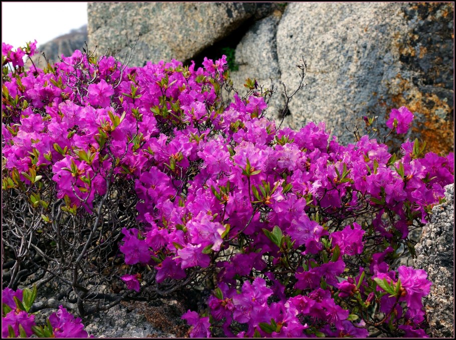 Рододендрон Даурский Приморский край