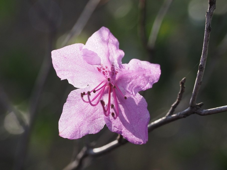 Рододендрон даурский багульник