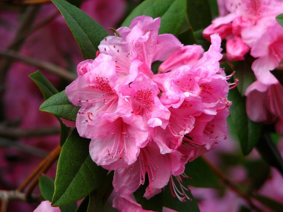 Рододендрон остроконечный Rhododendron mucronulatum Turcz