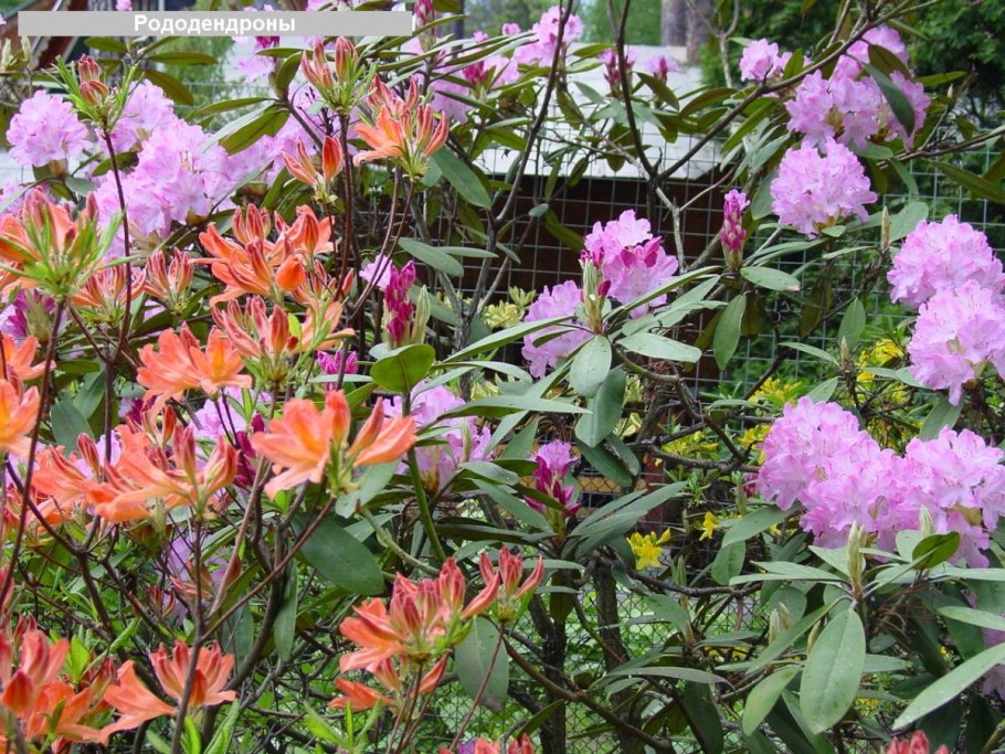 Рододендрон листопадный