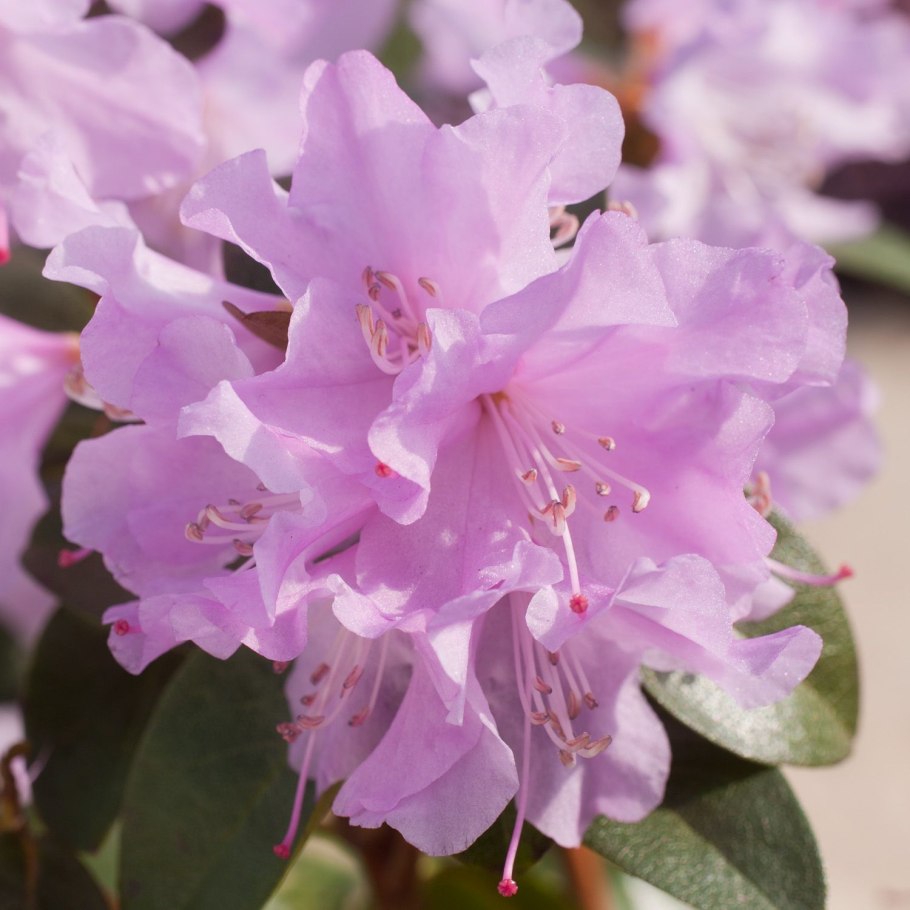 Haaga рододендрон