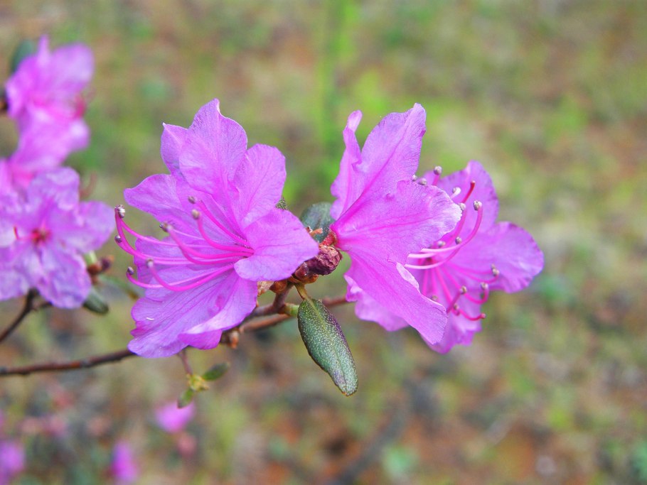 Rhododendron mucronulatum Turcz
