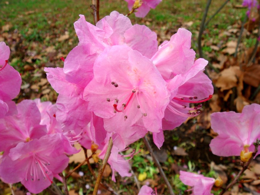 Ботанический сад СПБ 19 апреля 2022 цветут ли рододендрон