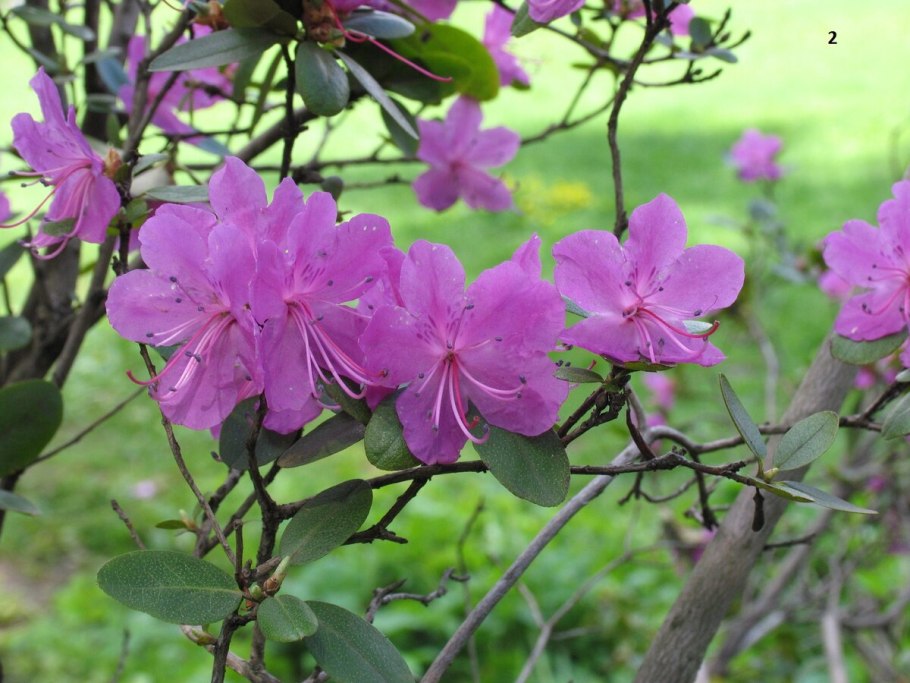 Рододендрон ледебура маральник