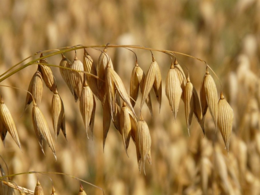 Овсюг обыкновенный Avena fatua