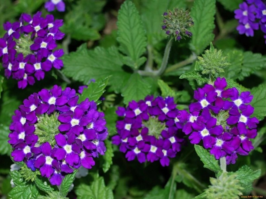 Вербена ампельная