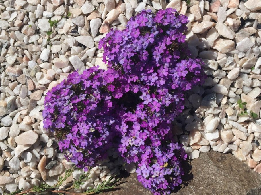 Вербена пурпурная