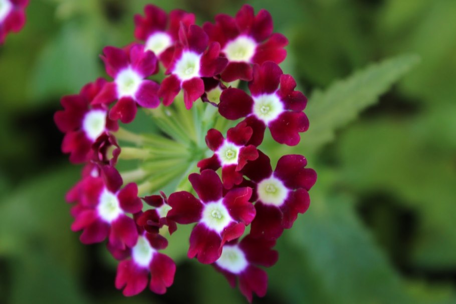 Вербена кварц скарлет