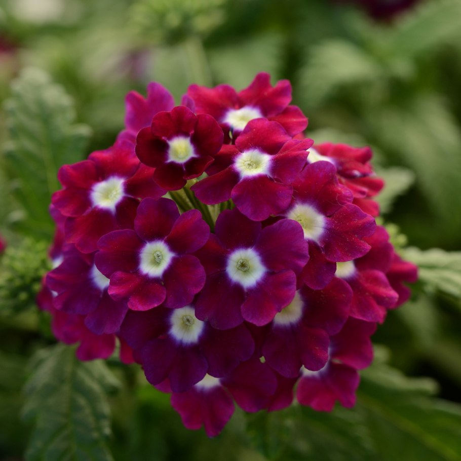 Вербена кварц Пурпл