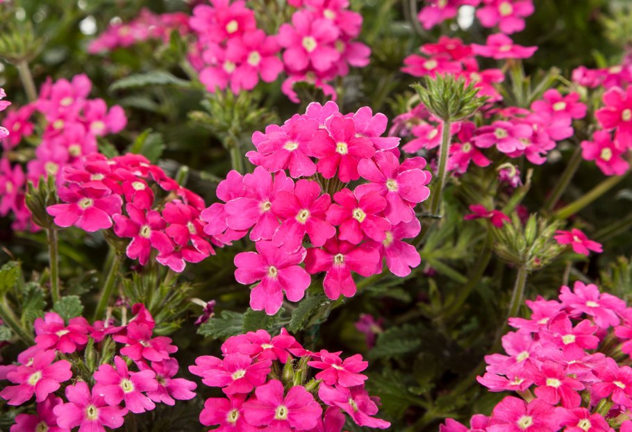 Вербена Tapien