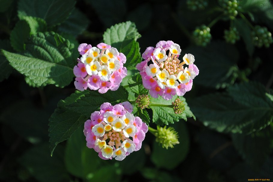 Вербена ползучая