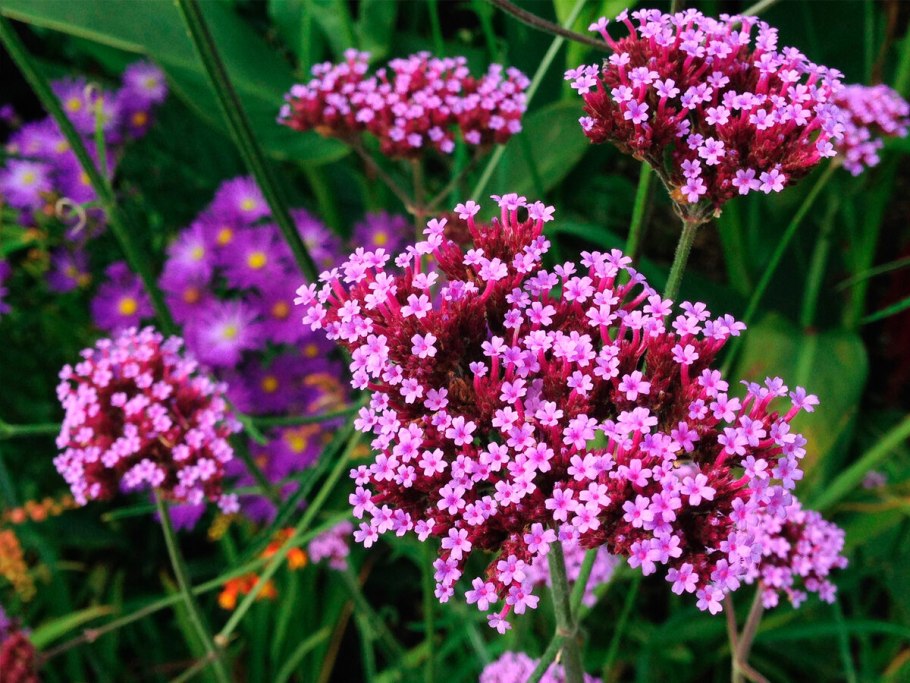 Вербена однолетник