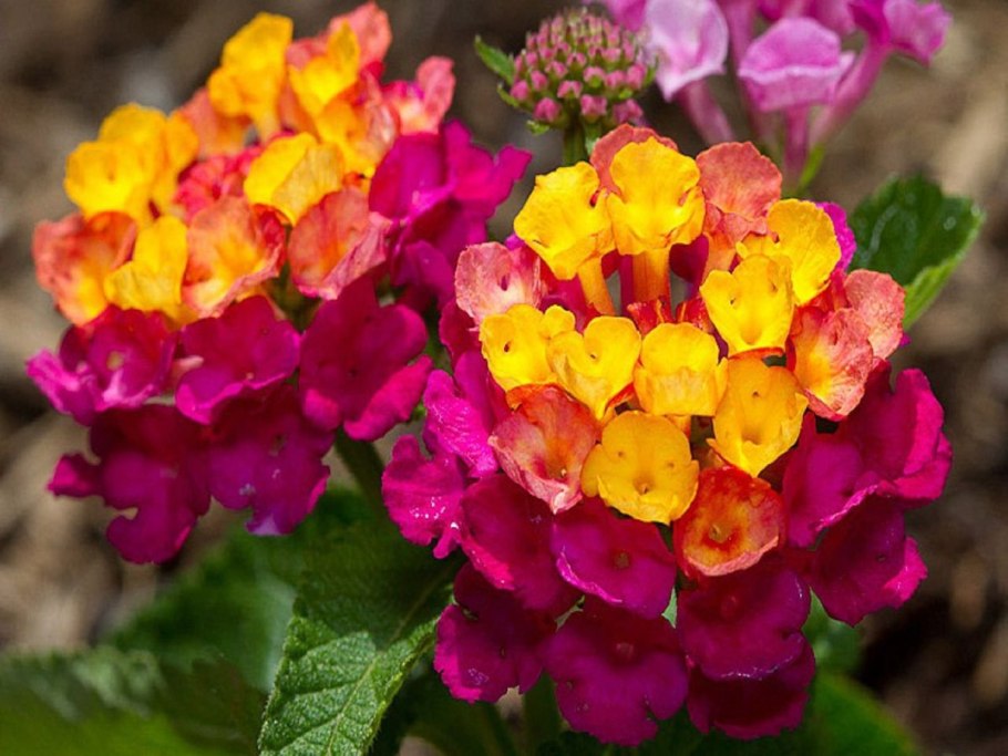 Вербена низкорослая