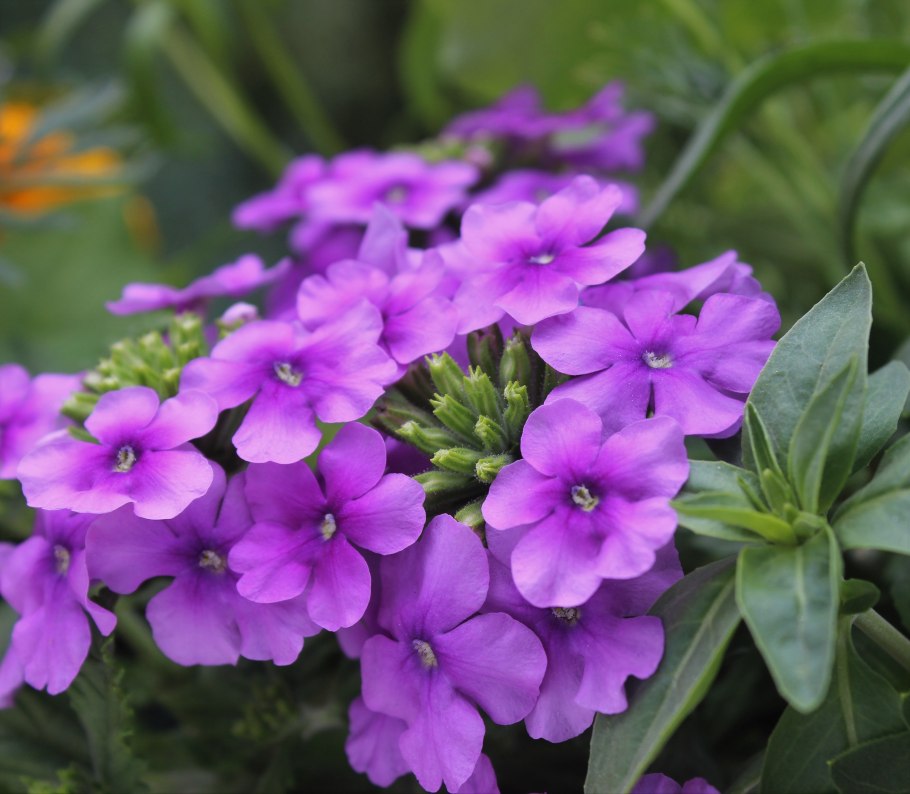 Вербена bonariensis