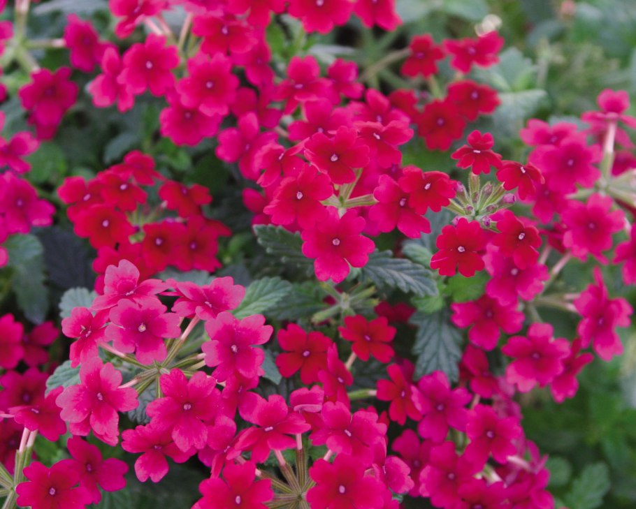 Вербена кварц бордо