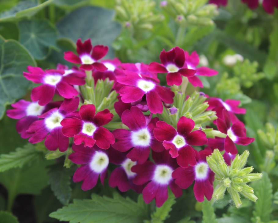 Вербена кварц бордо