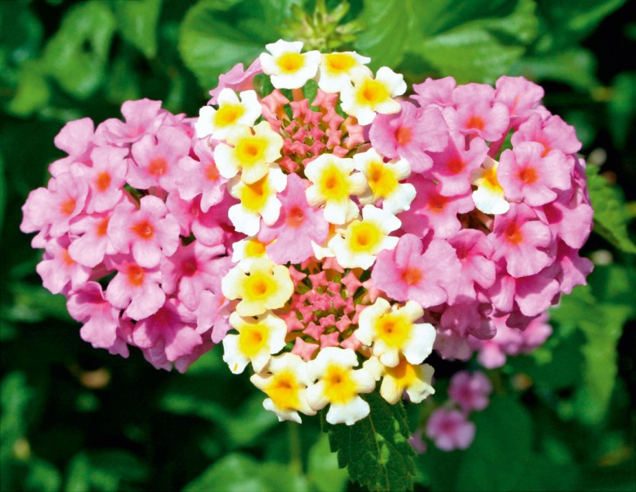 Вербена Элизабет