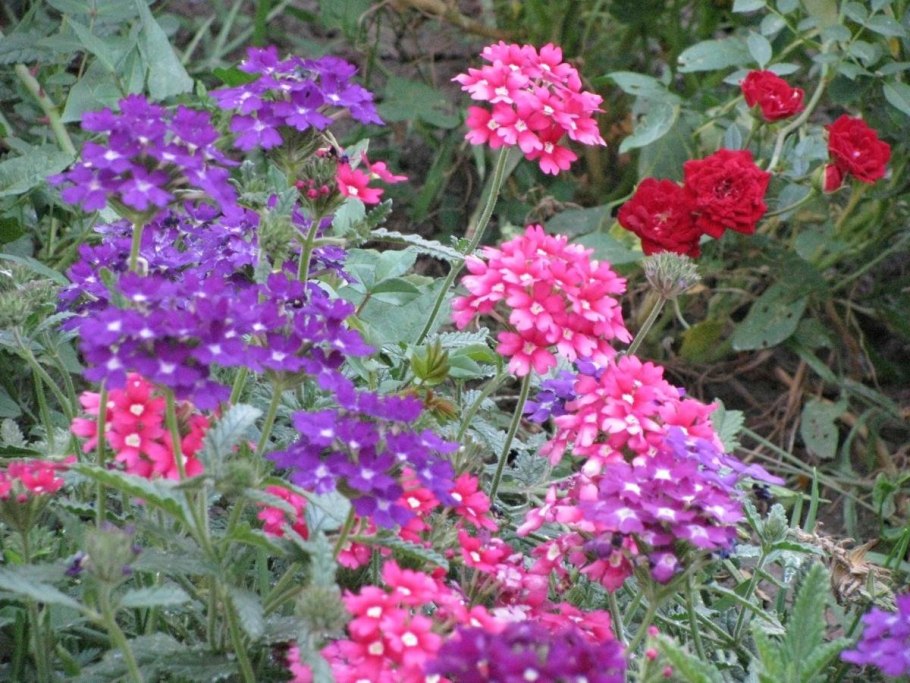 Вербена кустарник