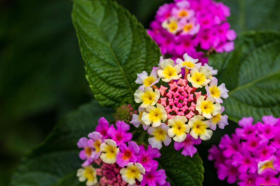 Лантана гибридная