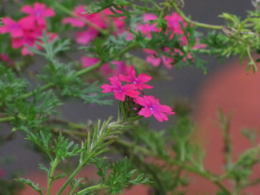 Вербена цветок