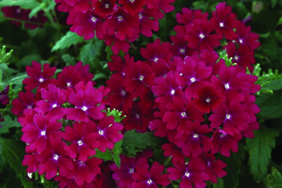 Вербена гибридная очаровательные глазки