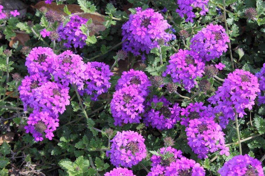 Вербена пурпл