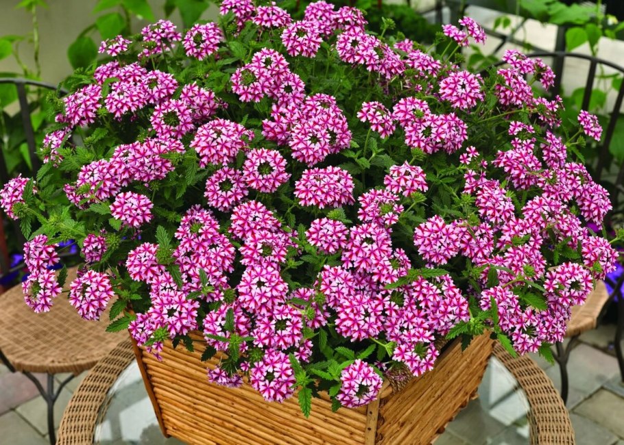 Verbena Aztec Pink