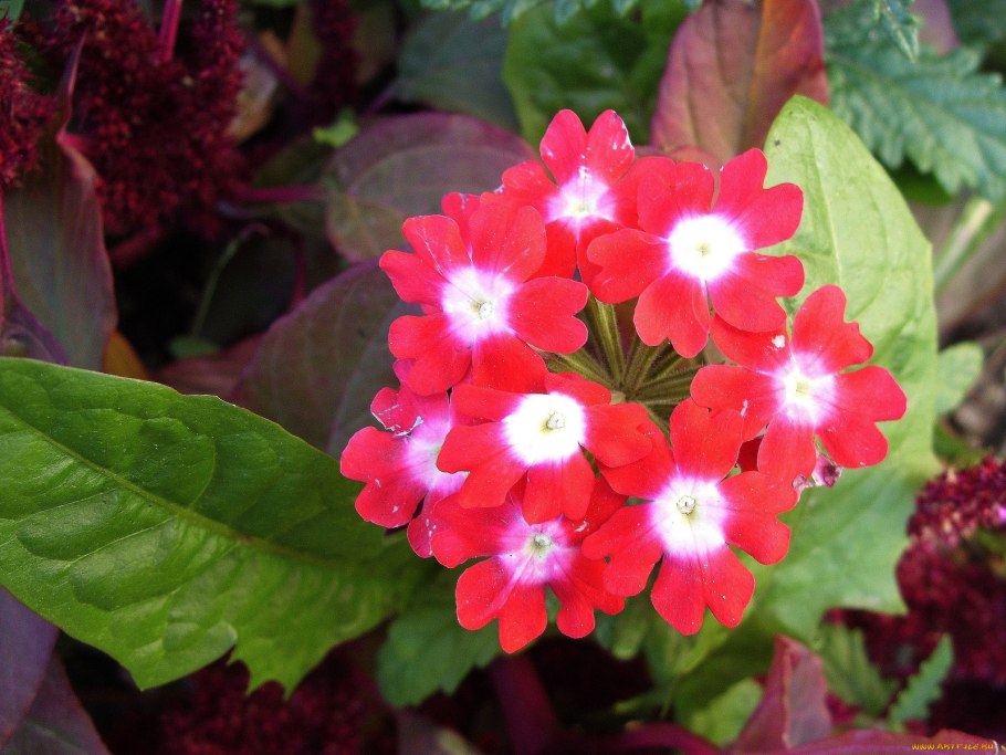 Вербена красная